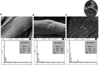 Eco-Friendly Procedure for Rendering the Antibacterial and Antioxidant of Cotton Fabrics via Phyto-Synthesized AgNPs With Malva sylvestris (MS) Natural Colorant